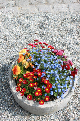 Lochau Fruehling 2010 _20__jpg-1272122919