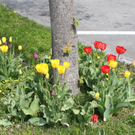 Lochau Fruehling 2010 _21__jpg-1272122937