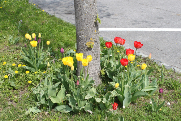 Lochau Fruehling 2010 _21__jpg-1272122937