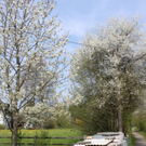 Lochau Fruehling 2010 _23__jpg-1272122973