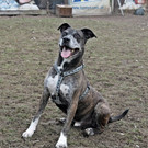 Emil: Menschenfreundlicher Rüde wünscht sich Einzelplatz