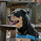 Crash: Verspielter braver Rüde möchte Platz mit Garten