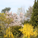 Lochau Fruehling 2010 _24__jpg-1272122992