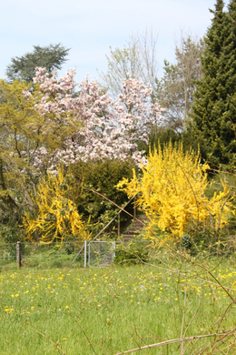Lochau Fruehling 2010 _24__jpg-1272122992