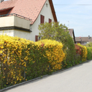 Lochau Fruehling 2010 _25__jpg-1272123007