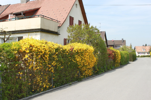 Lochau Fruehling 2010 _25__jpg-1272123007