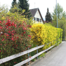 Lochau Fruehling 2010 _26__jpg-1272123024