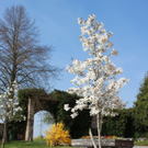 Lochau Fruehling 2010 _30__jpg-1272123083