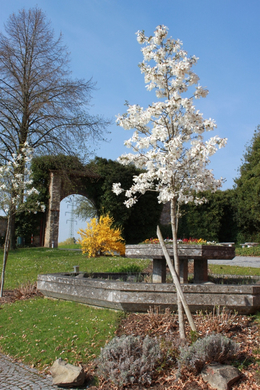 Lochau Fruehling 2010 _30__jpg-1272123083