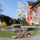 Lochau Fruehling 2010 _32__jpg-1272123116