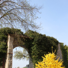 Lochau Fruehling 2010 _33__jpg-1272123135