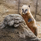  Nasenbären in Schönbrunn