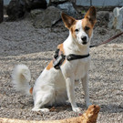 Luna: Verträgliche liebe Hündin auf der Suche nach Zuhause