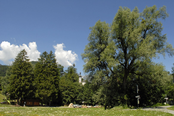 _c_ Gerhard Scopoli - Au Tschagguns - 003.jpg