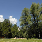 _c_ Gerhard Scopoli - Au Tschagguns - 003.jpg