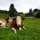 Bilderalbum 2014 von Alois Metzler