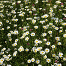 DSC0236.JPG