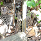 Nationalpark Thayatal in Hardegg freut sich über Wildkatzennachwuchs
