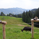 Alpe Brongen - 20_7_2014 021.JPG