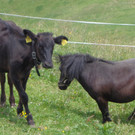 Alpe Brongen - 20_7_2014 062.JPG