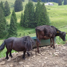 Alpe Brongen - 20_7_2014 094.JPG