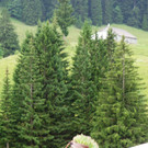 Alpe Brongen - 20_7_2014 075.JPG