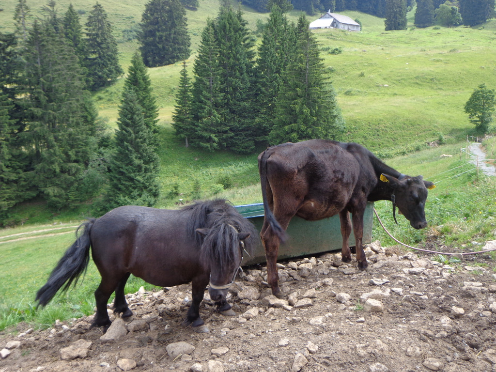 Alpe Brongen - 20_7_2014 094.JPG