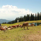 IMG_7955A - Kopie.jpg