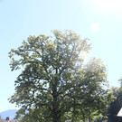 IMG_0474.JPG