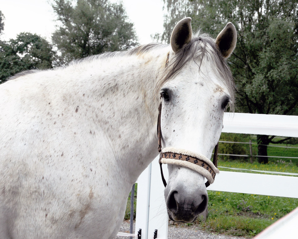 Reittherapie Ho__chst 23-07-2014 6.jpg