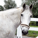 Reittherapie Ho__chst 23-07-2014 6.jpg