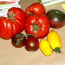 Farbenpr__chtige Vielfalt.JPG