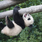 Grosser-Panda_TGS_Zupanc.jpg