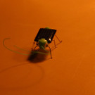 IMG_8049.JPG