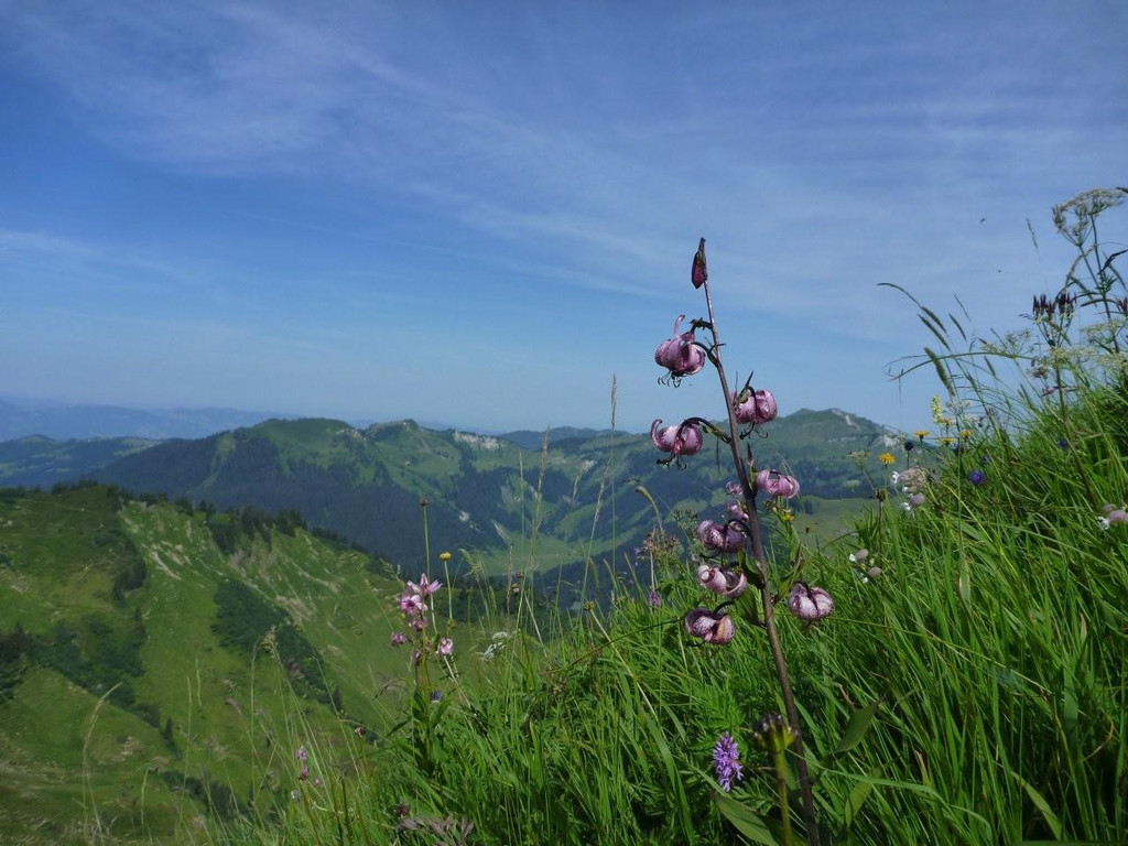 2014_07_12 am Walserkamm1.jpg