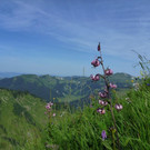 Walserkamm: Juliwanderung
