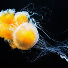 Wiener Tiergarten Schönbrunn präsentiert 28 Quallen-Arten