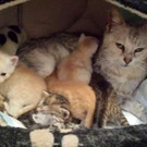 Mama-Katze Livia und sechs herzige Kitten wünschen sich schöne Plätze