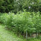 59-Jähriger hat in seinem Garten in NÖ Cannabispflanzen angebaut