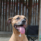 Shila: Freundliche Hündin sucht ein sicheres Zuhause