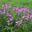 DSC00135.JPG