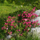 DSC00133.JPG
