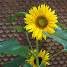 DSC00436.JPG