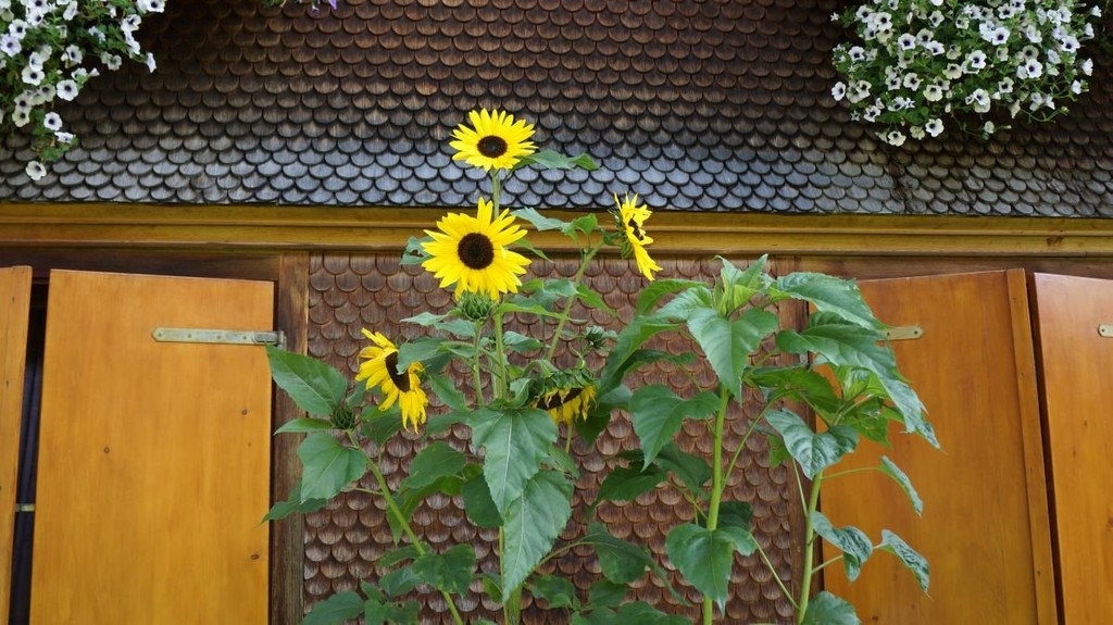 DSC00457.JPG