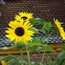 DSC00458.JPG