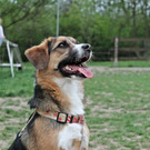 Balu: Aktiver Rüde wünscht sich ein ruhiges Daheim