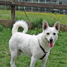 Benny: Kleiner Spitz möchte Beschäftigung und Bewegung