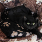 Tiere im Vorarlberger Tierschutzheim