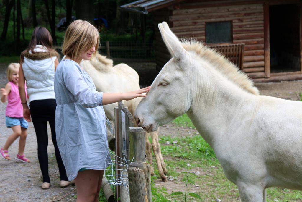 KOE_Wildpark Neue Infotafeln 5.jpg