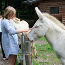 KOE_Wildpark Neue Infotafeln 5.jpg